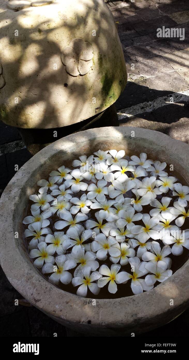 Contenitore in pietra con fiori galleggianti. Foto Stock