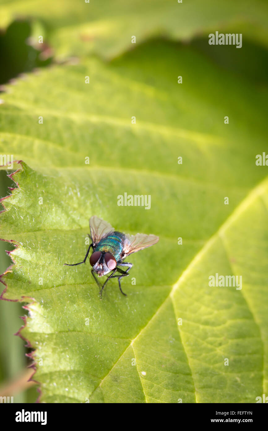 Bluebottle, volare, rosso, verde, seduto sulla foglia verde Foto Stock