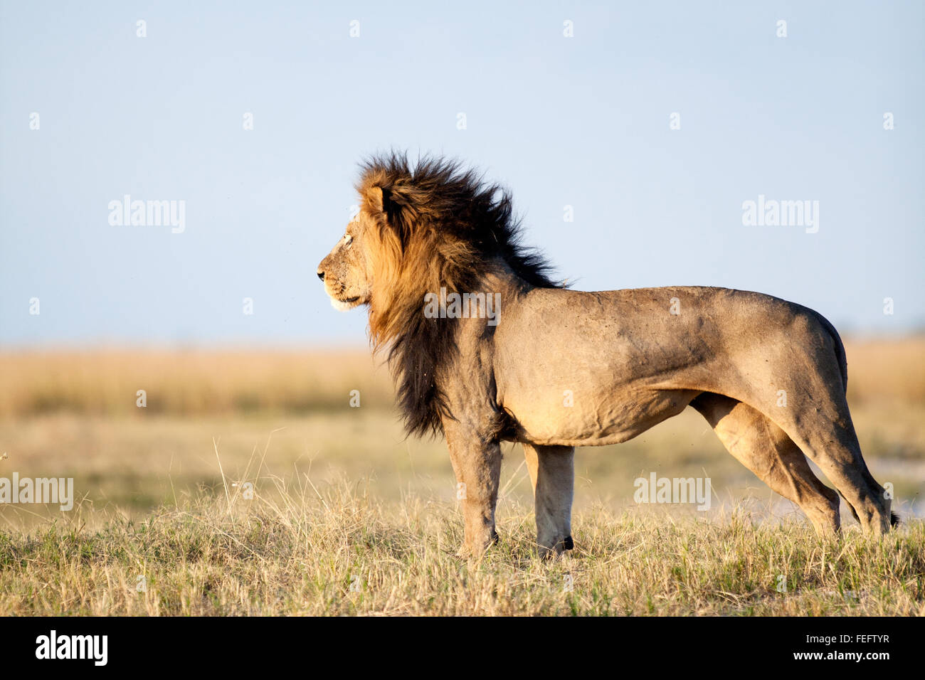 Leone africano nel bushveld Foto Stock