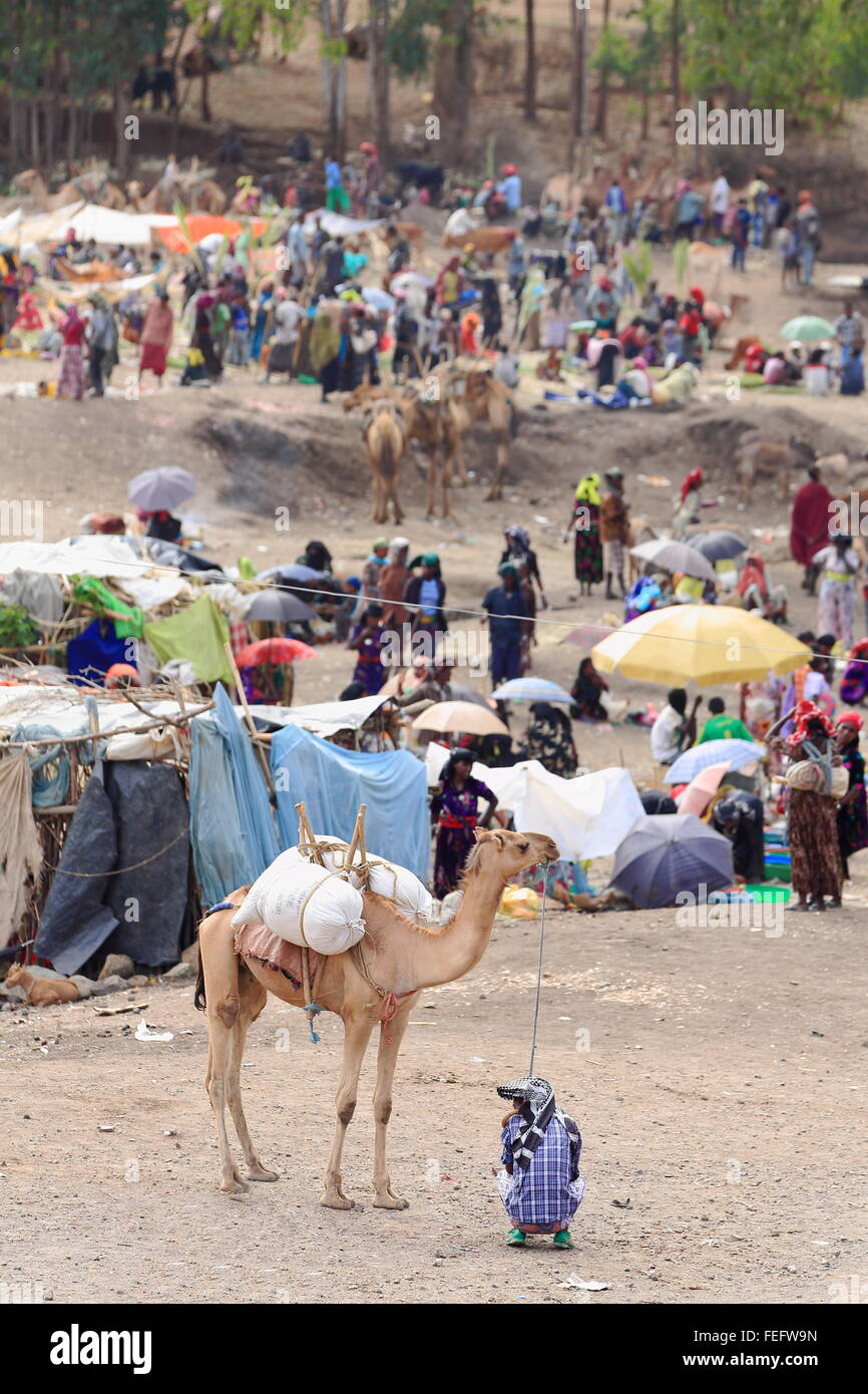 Sacco caricato Cammello Dromedario per il trasporto di beni commerciali-mercato di domenica dove il oromos-amharas-Afar si incontrano. Senbete-Ethiopia Foto Stock