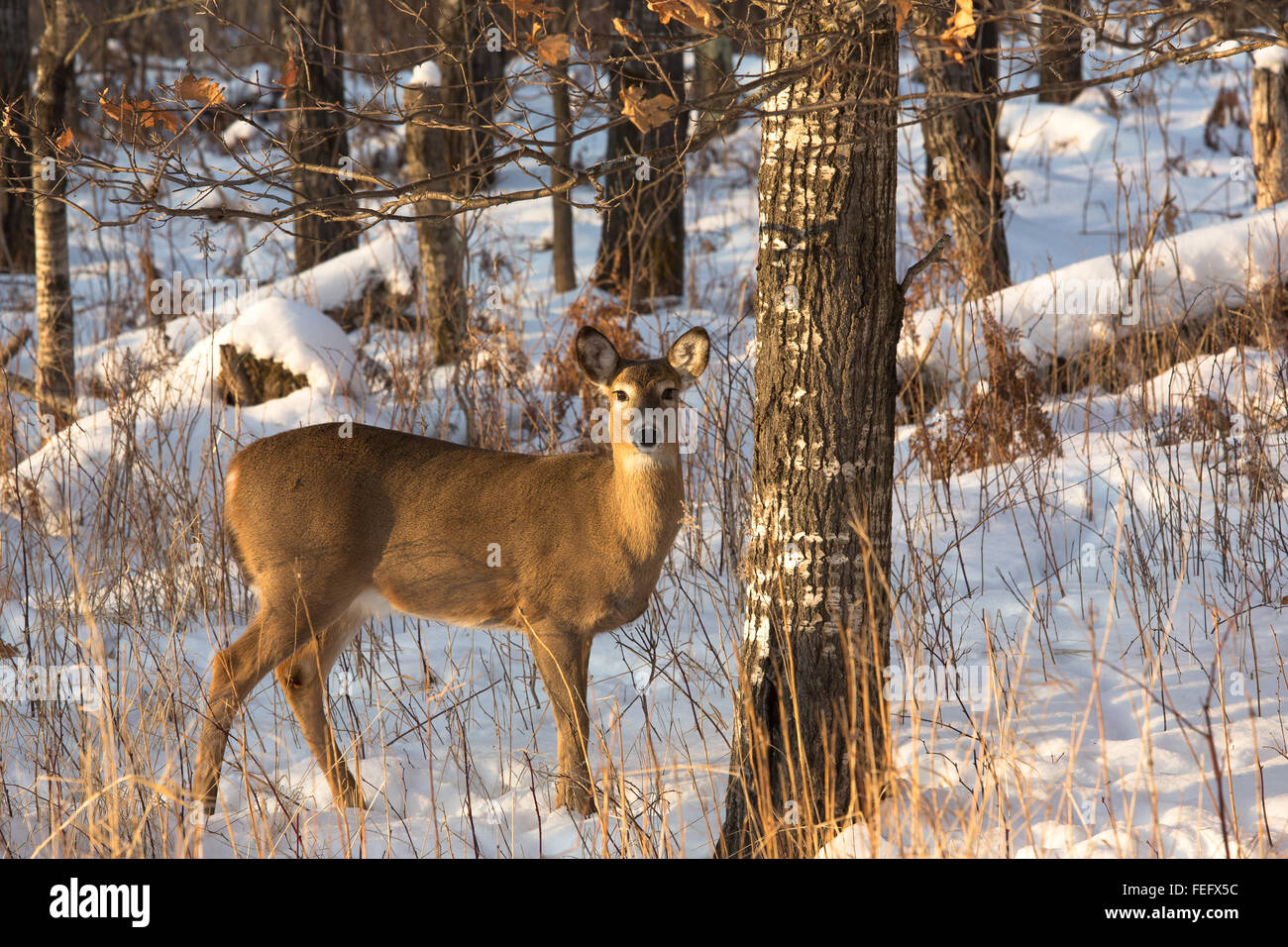 White-tailed deer Foto Stock