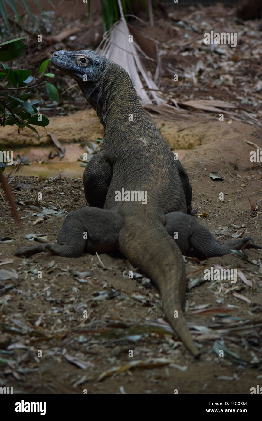 Drago di Komodo camminando lungo il suolo della foresta Foto Stock