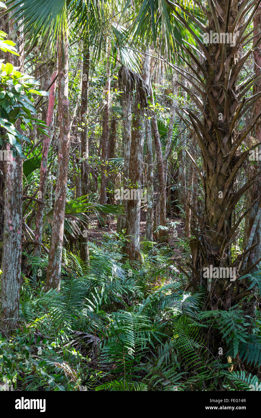 Cypress Dome comunità di vegetazione, sud della Florida. Foto Stock