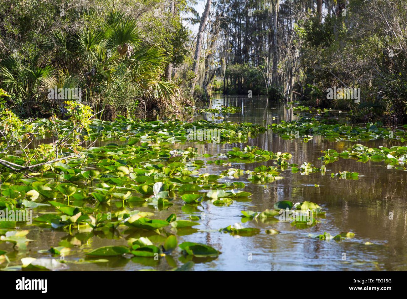 Vegetazione delle zone umide, nella Florida meridionale. Foto Stock