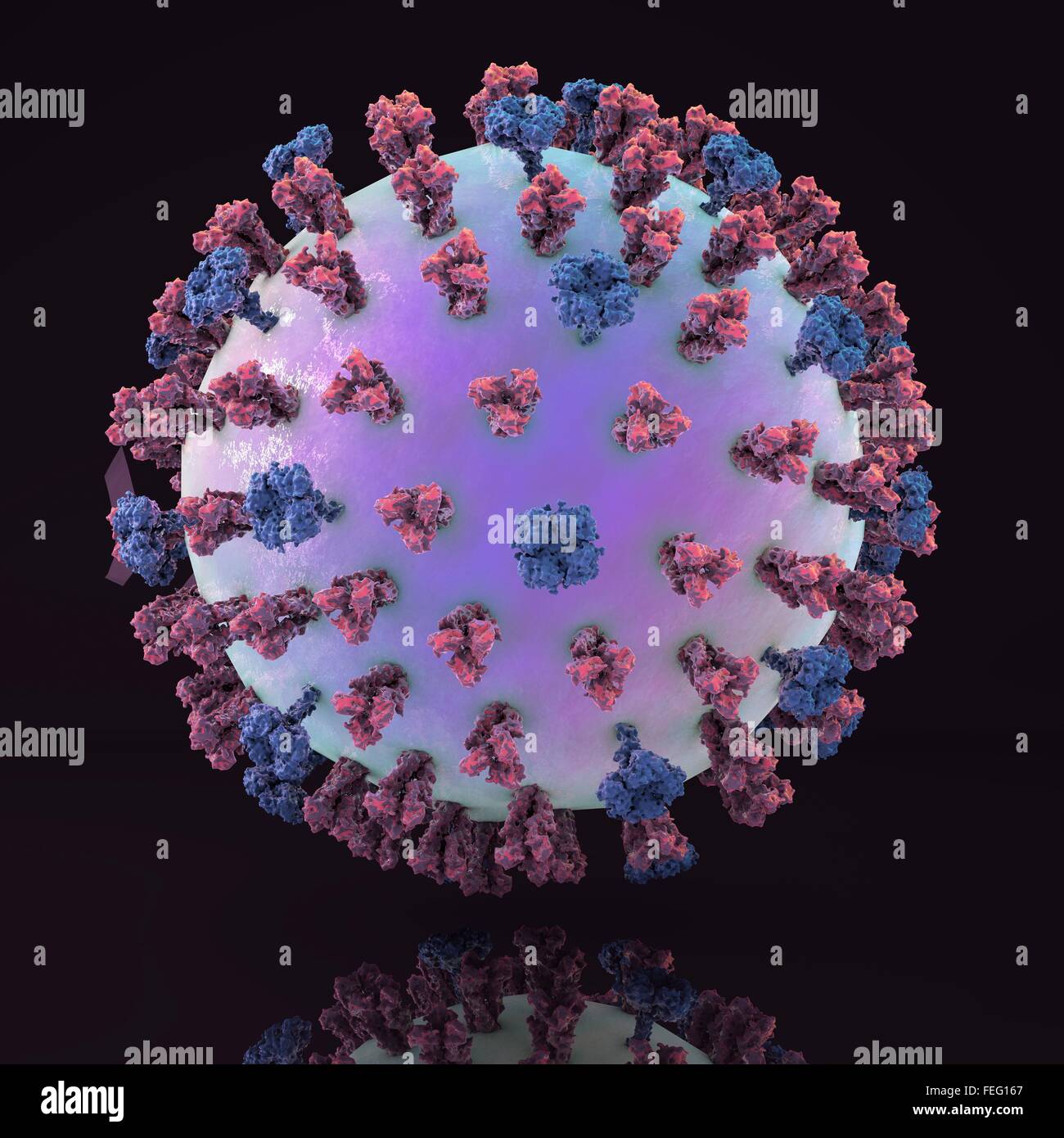 Influenza suina il virus H1N1 Illustrazione che mostra il virus dell'influenza con la superficie dei picchi di glicoproteina emoagglutinina (HA, trimero) e Foto Stock