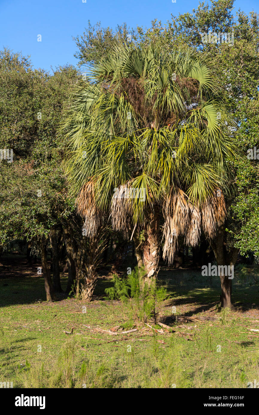 Sabal Palmetto, Sabal Palm, cavolo Palm, sud della Florida. Foto Stock