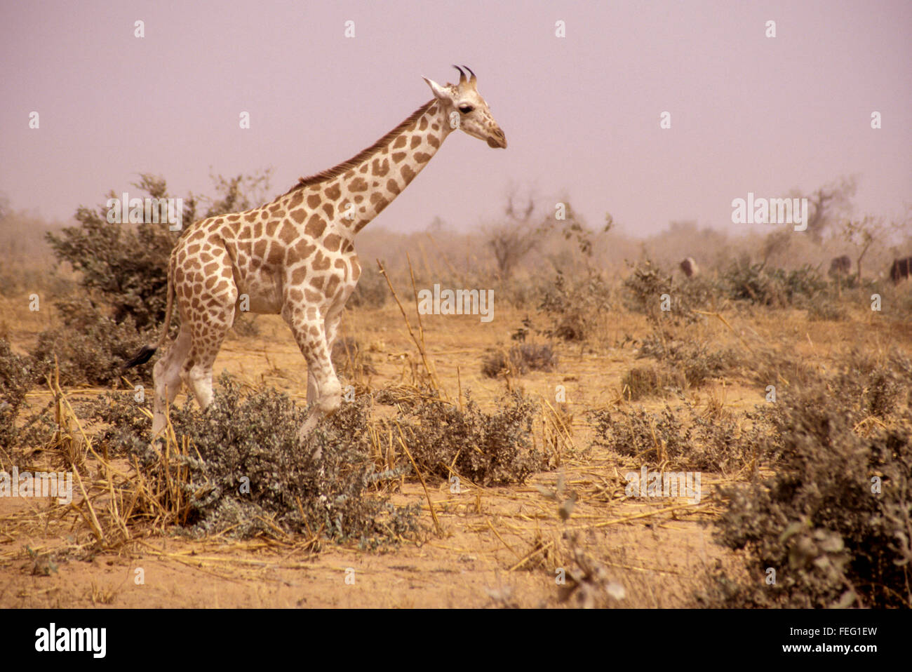 Niger, Africa occidentale. Giraffa. I colori si mescolano in semi-arido vegetazione e la nebulosità del Sahel paesaggio, fornendo camuffamento naturale Foto Stock