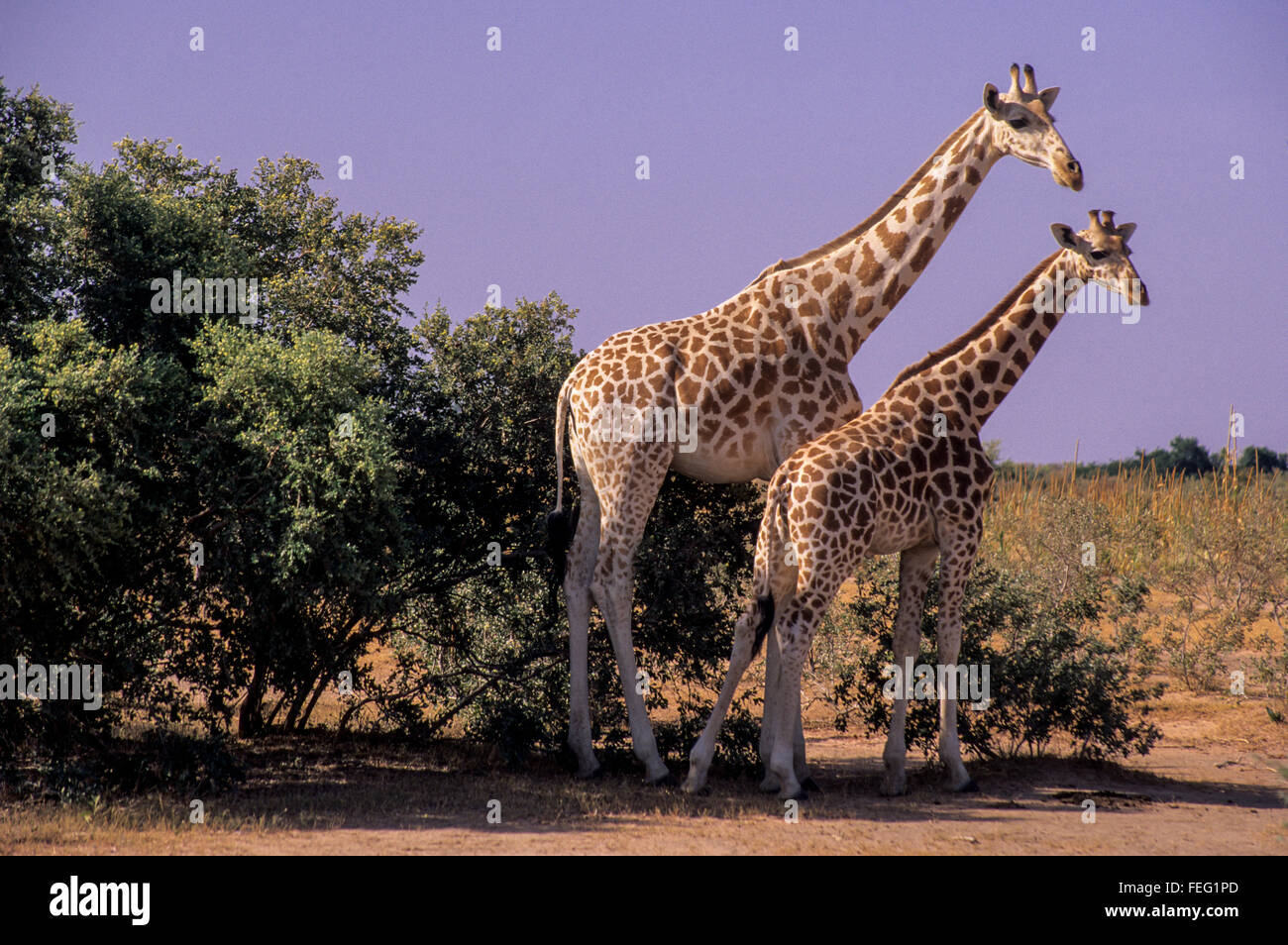 Niger, Africa occidentale. Per adulti e giovani Giraffe insieme permanente. Foto Stock