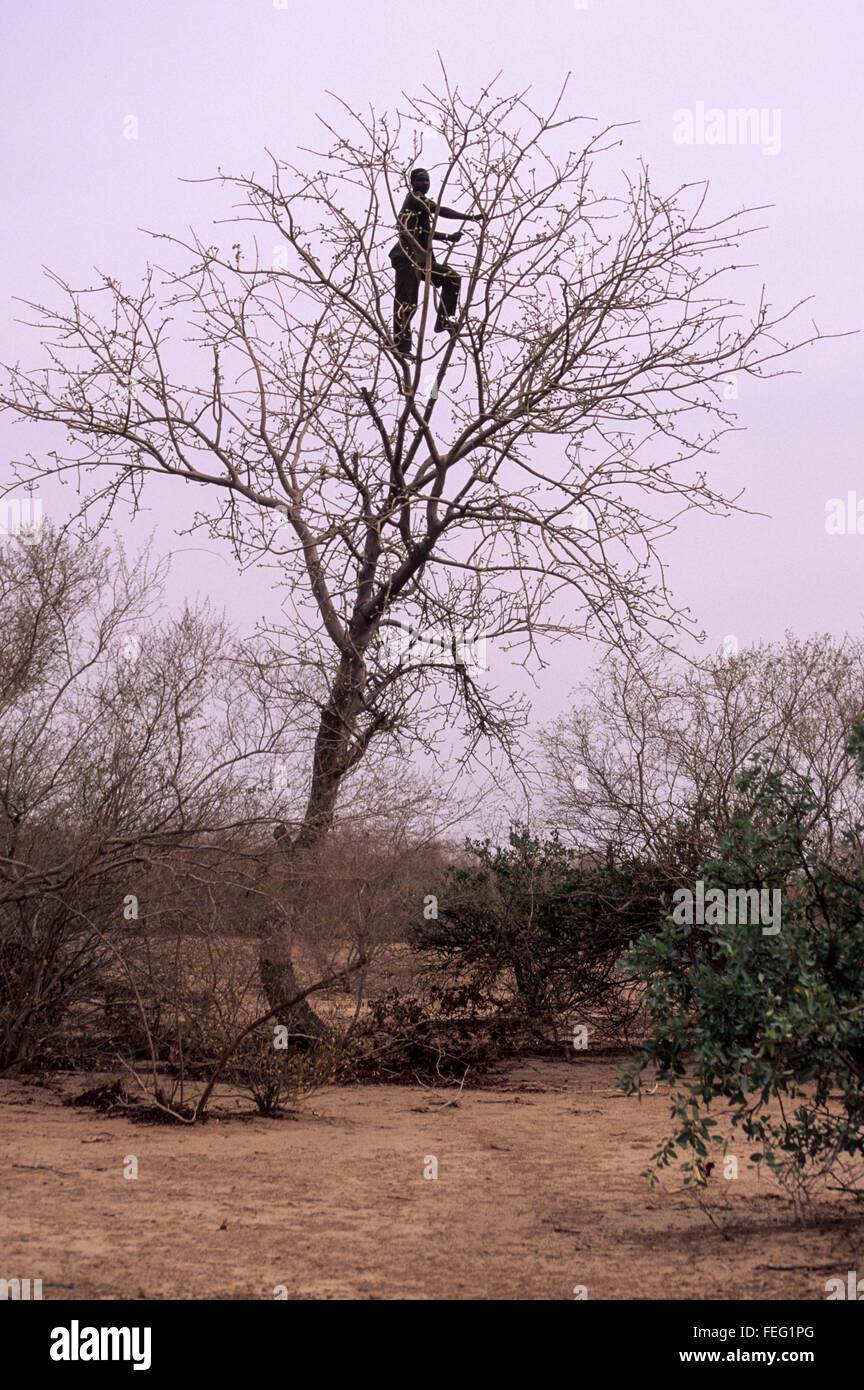 Koure, Niger, Africa occidentale. Una Guida si arrampica su un albero in cerca di giraffe in distanza. Foto Stock