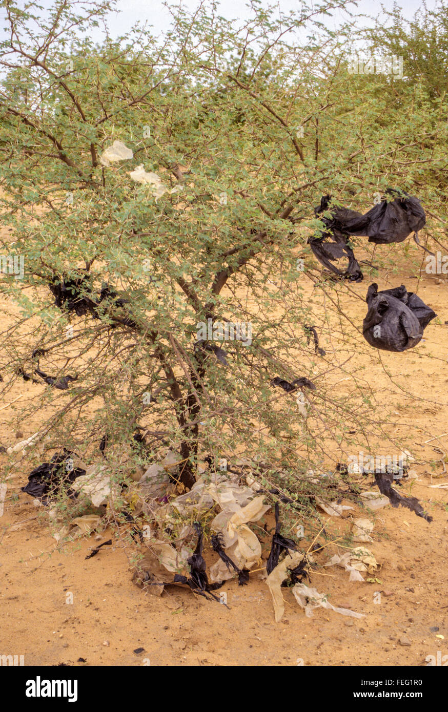 Niamey, Niger. Non biodegradabile sacchi di plastica preso sulle spine di un giovane albero di acacia. Foto Stock