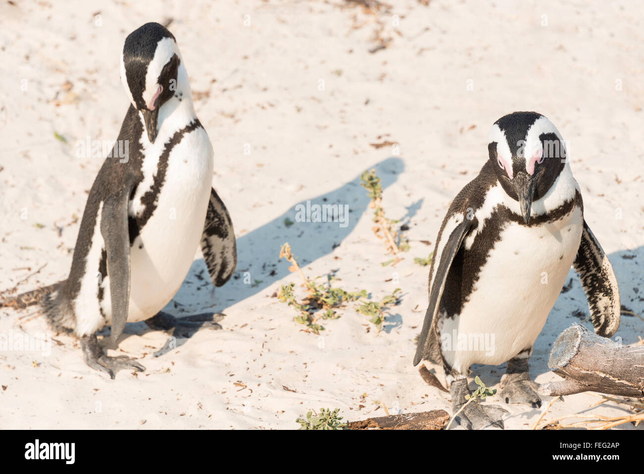 I Penguins africani su Boulders Beach, Città di Simon, Cape Peninsula, Città del Capo comune, Western Cape, Sud Africa Foto Stock