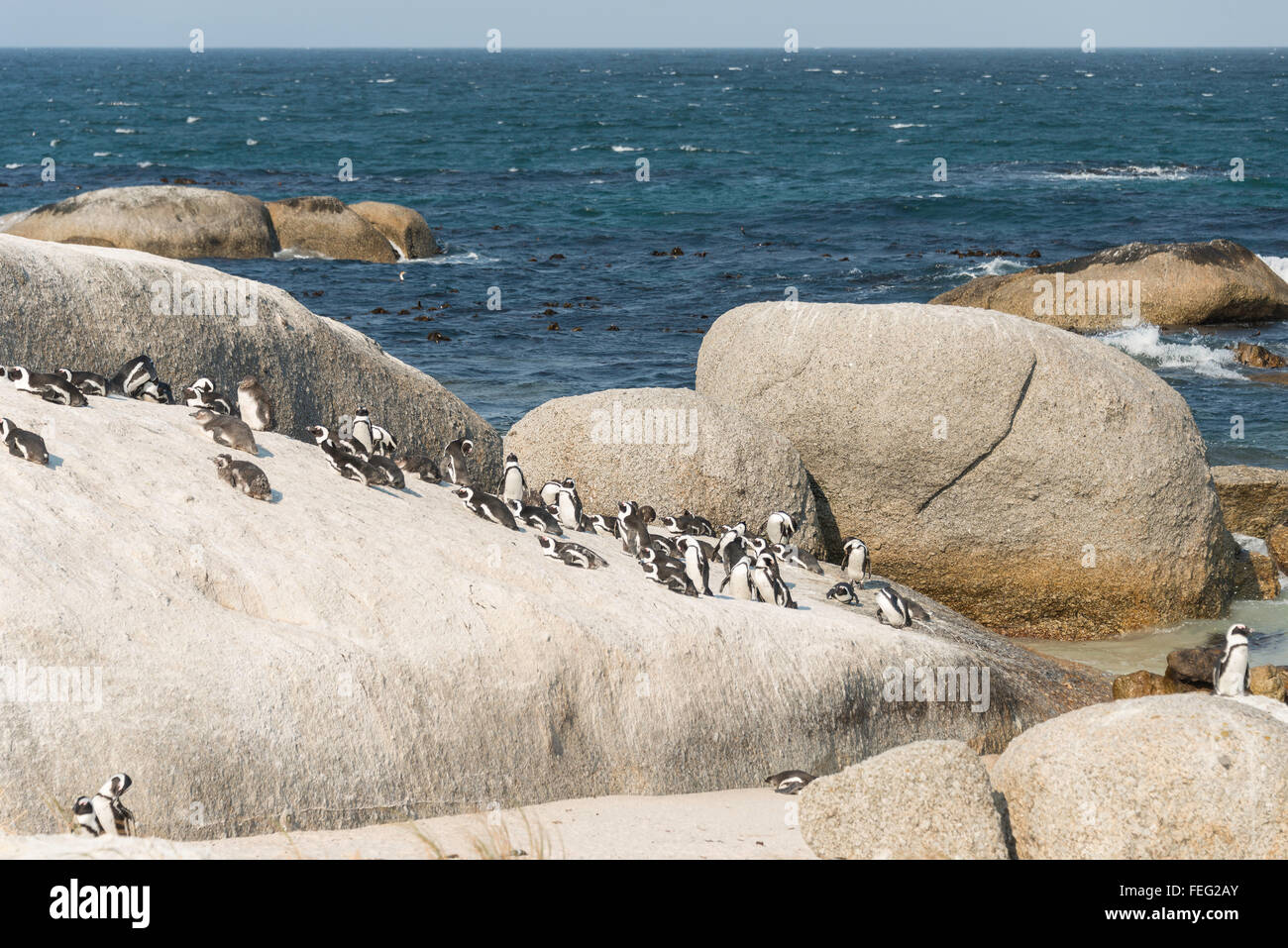 I Penguins africani su Boulders Beach, Città di Simon, Cape Peninsula, Città del Capo comune, Western Cape, Sud Africa Foto Stock