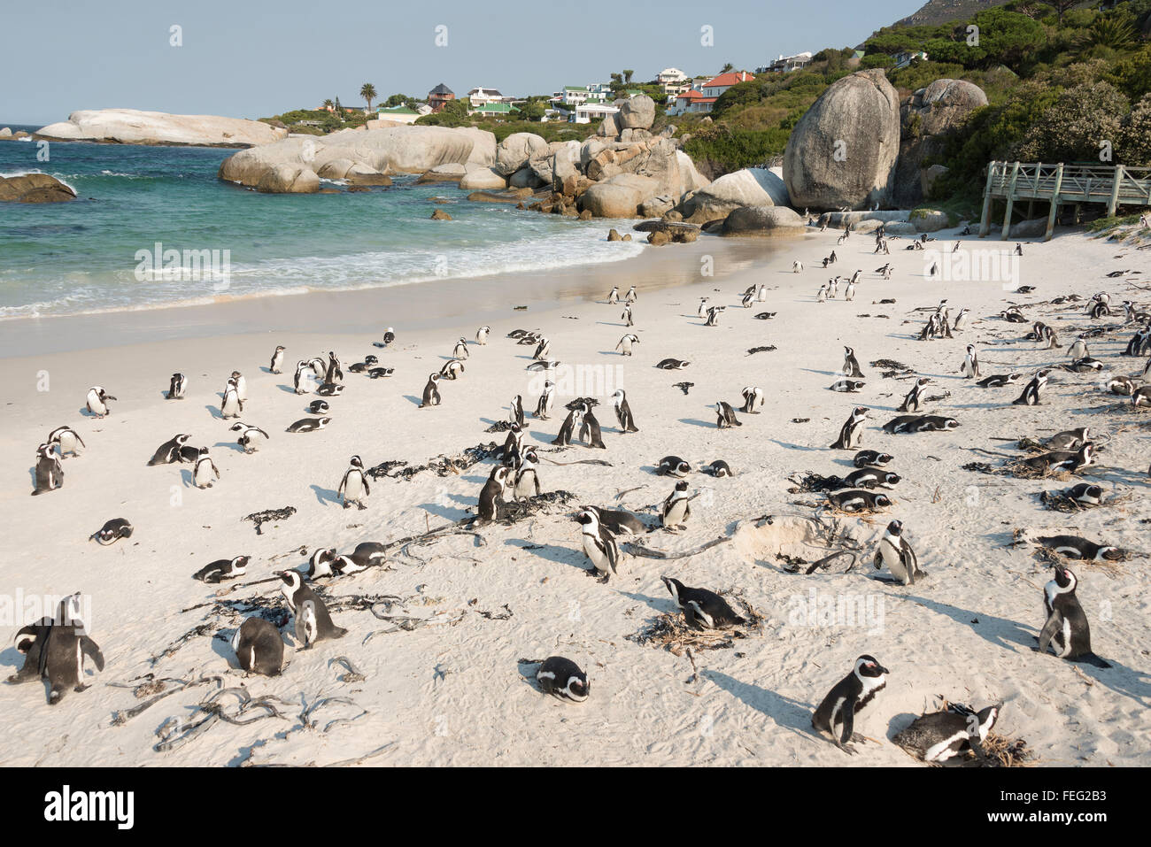 I Penguins africani su Boulders Beach, Città di Simon, Cape Peninsula, Città del Capo comune, Western Cape, Sud Africa Foto Stock