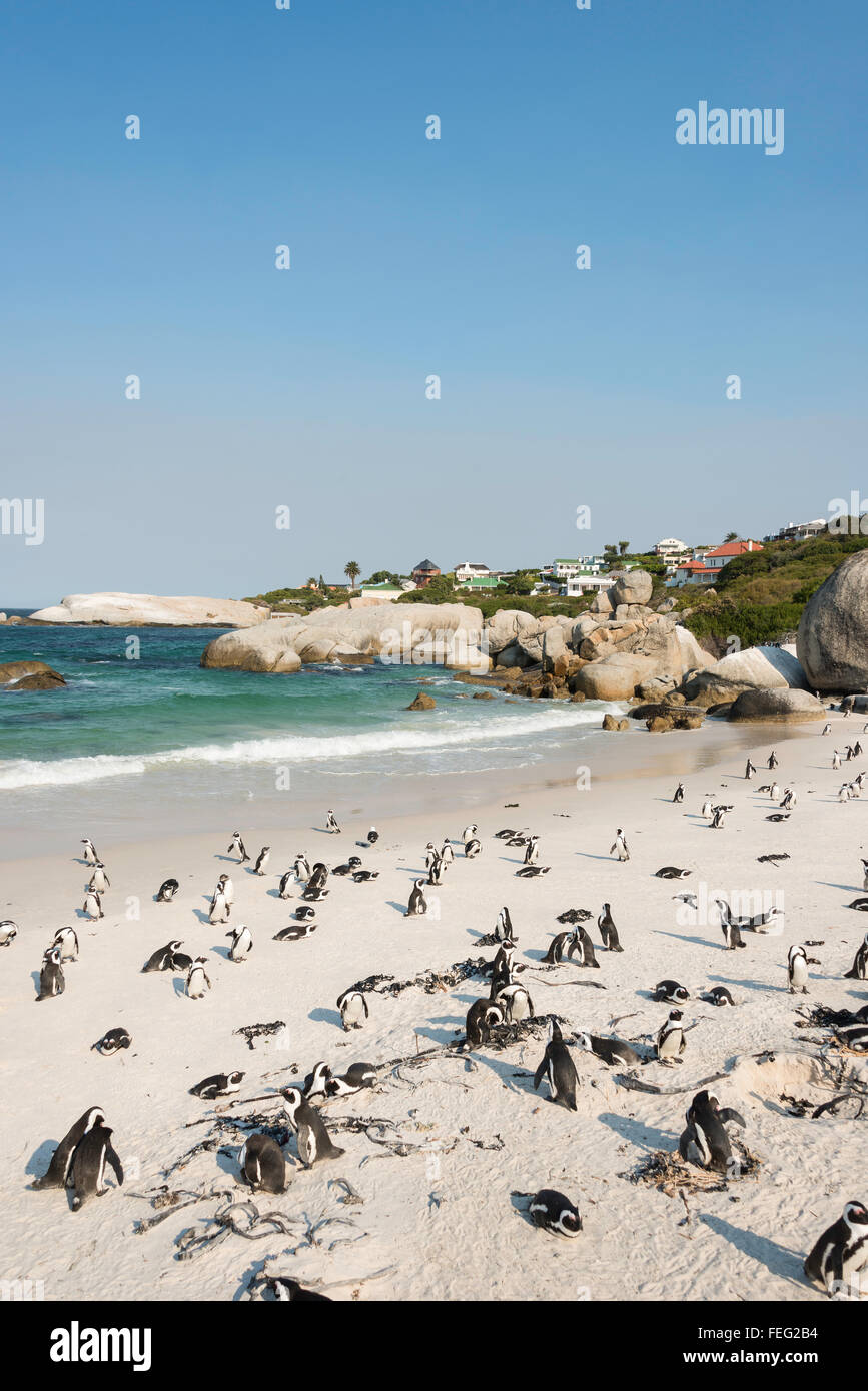 I Penguins africani su Boulders Beach, Città di Simon, Cape Peninsula, Città del Capo comune, Western Cape, Sud Africa Foto Stock