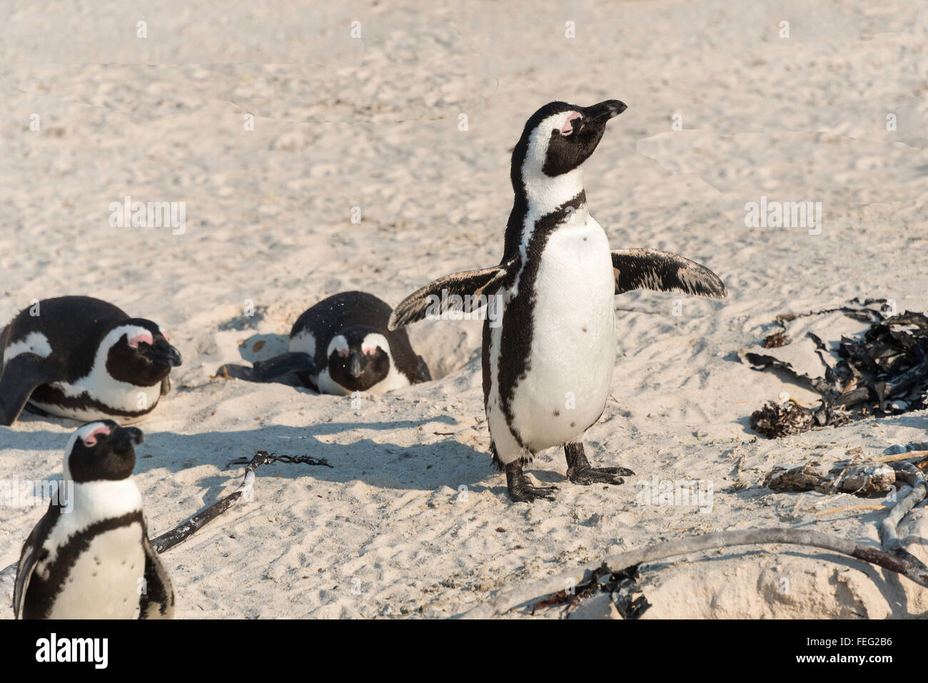 I Penguins africani (Spheniscus demersus) su Boulders Beach, Città di Simon, Cape Peninsula, Città del Capo comune, Western Cape, Sud Africa Foto Stock