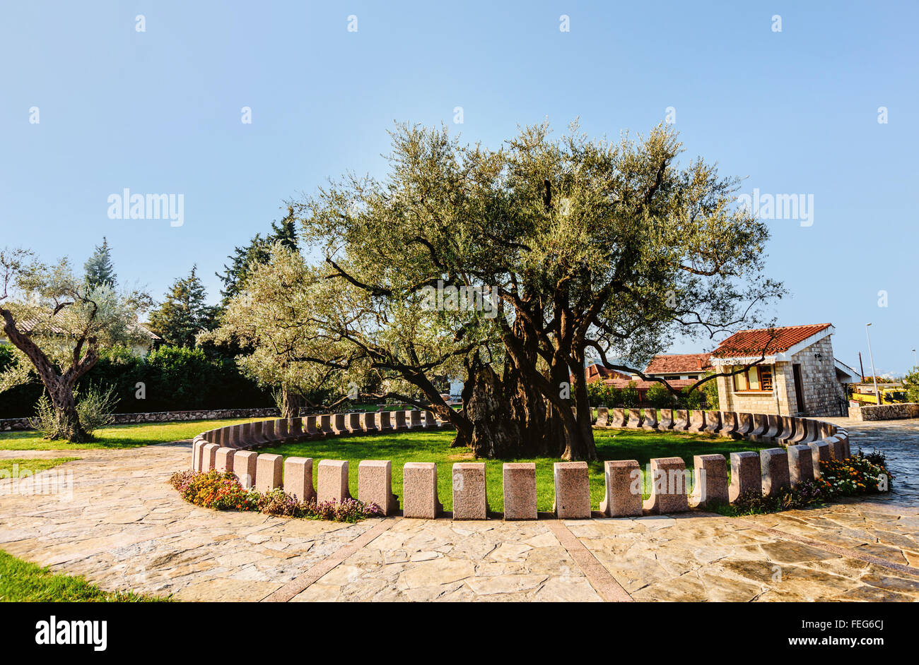 Il vecchio Olivo nel vecchio Bar, Montenegro Foto Stock