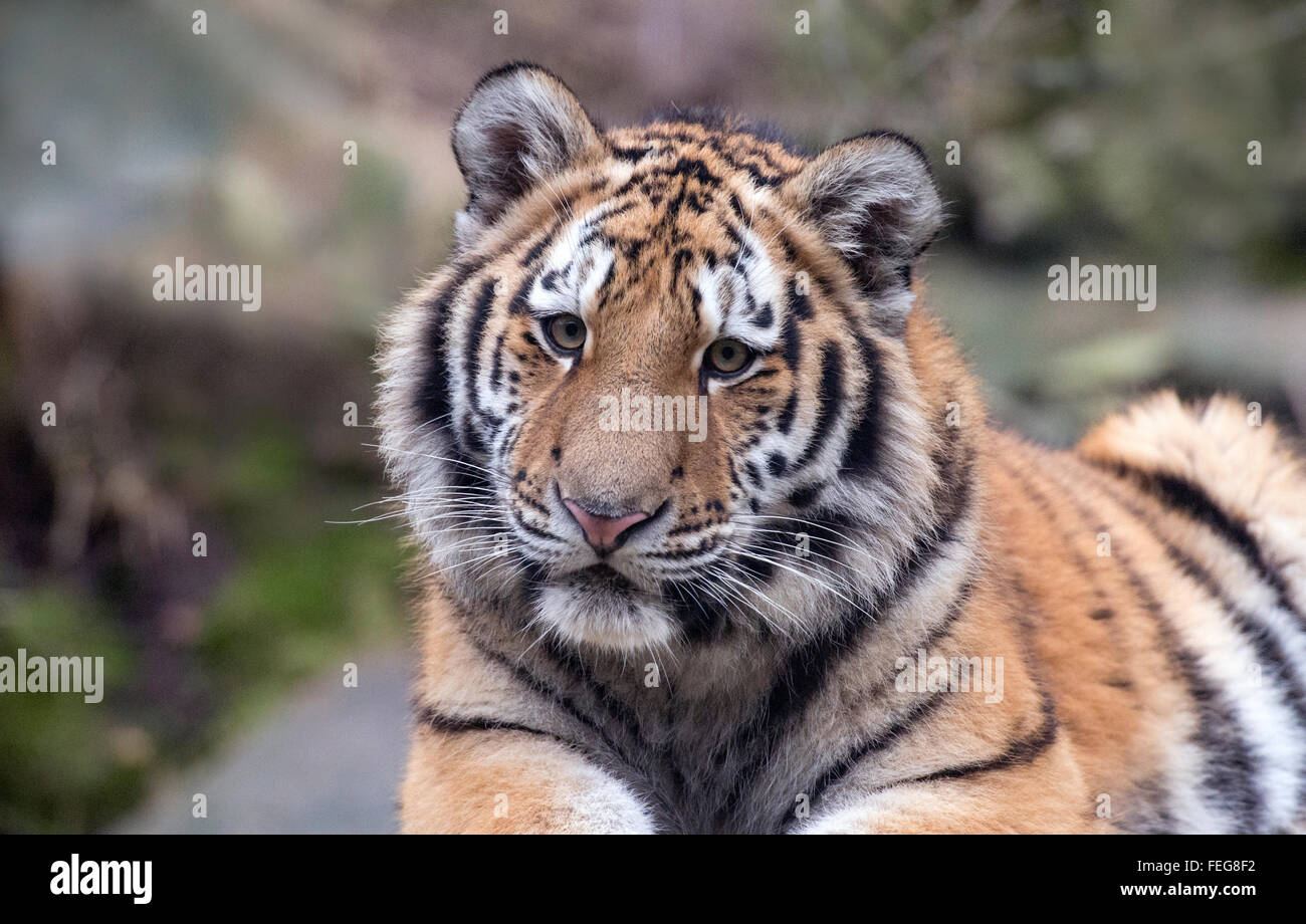 Maschio di tigre di Amur cub guardando verso la telecamera Foto Stock