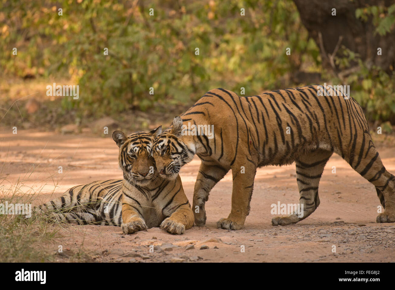 Due Bengala selvatici o tigri indiane, madre e sub adulto cub, visualizzazione di affetto in una giungla via, nelle foreste secche in India Foto Stock