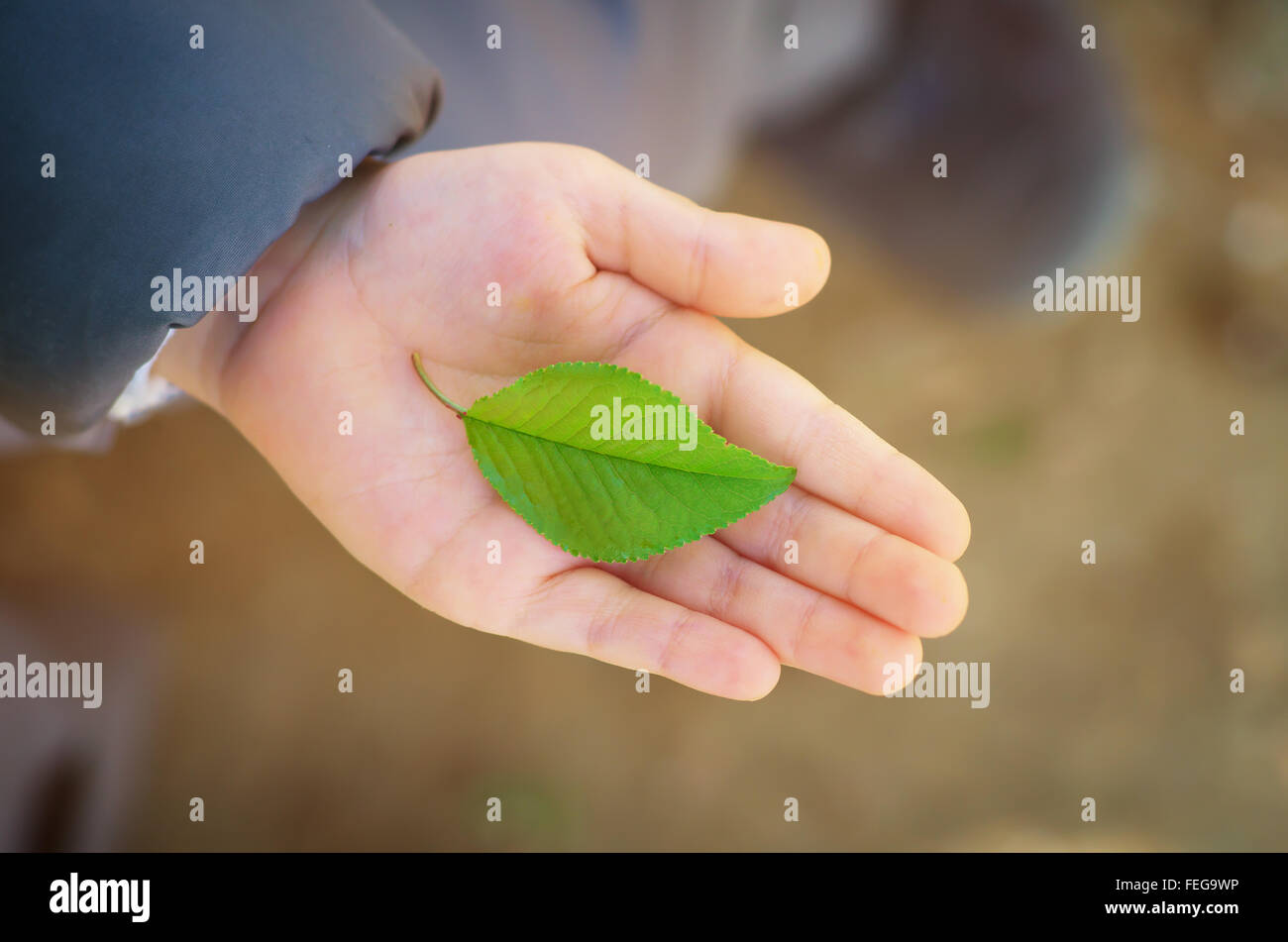 Piccola foglia verde in mano del bambino sul palm. Progettazione Concettuale della natura. Foto Stock