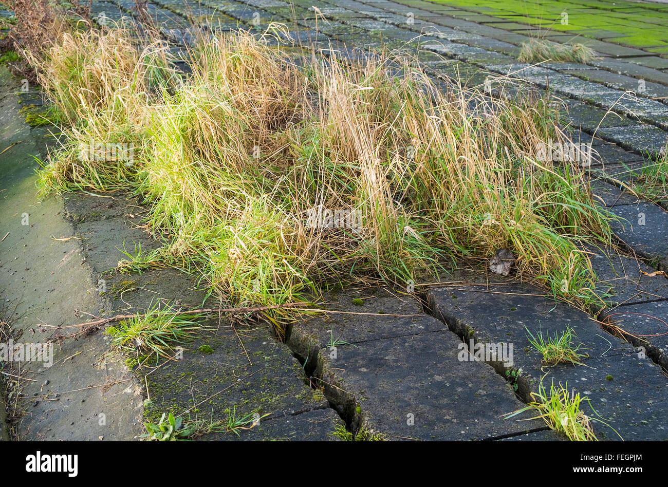 Coltivazione di erba selvatica attraverso fessure tra i blocchi di calcestruzzo Foto Stock