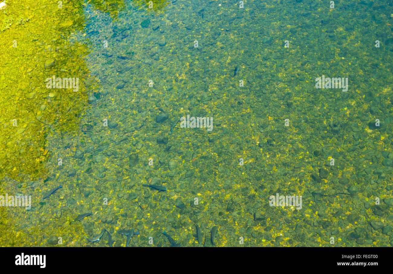 Sfondo con acqua cristallina e piccole onde e pesce Foto Stock