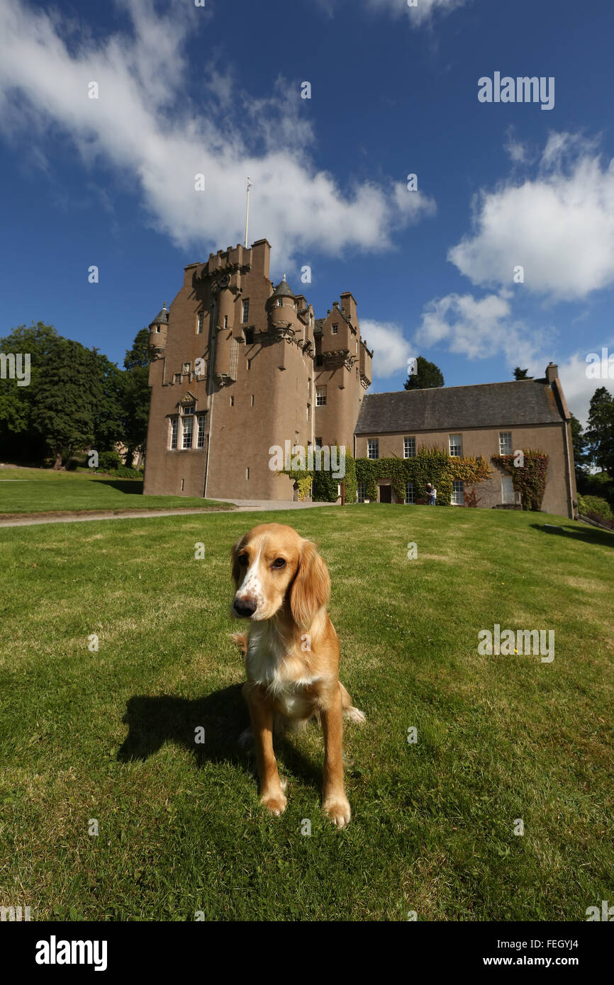 Cocker Spaniel cane seduto accanto a Crathes Castle in Royal Deeside, Aberdeenshire, Scotland, Regno Unito. Foto Stock