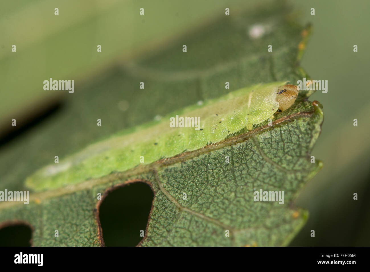 Platycampus luridiventris sawfly larva. Questo straordinario caterpillar forma sottile fornisce il camuffamento sotto una foglia di ontano Foto Stock