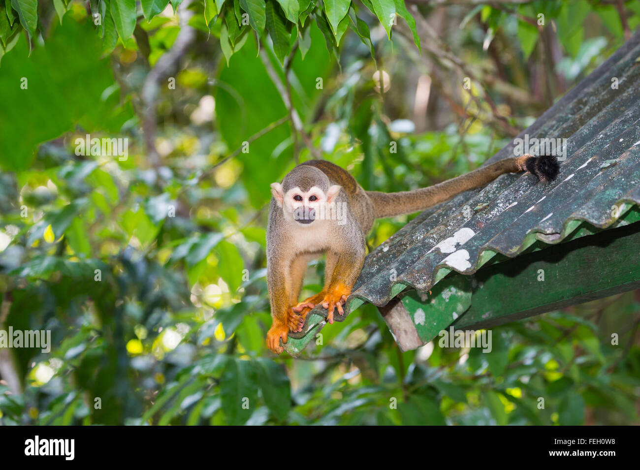 Scimmia di scoiattolo (Saimiri sciureus), stato dell'Amazzonia, Brasile Foto Stock