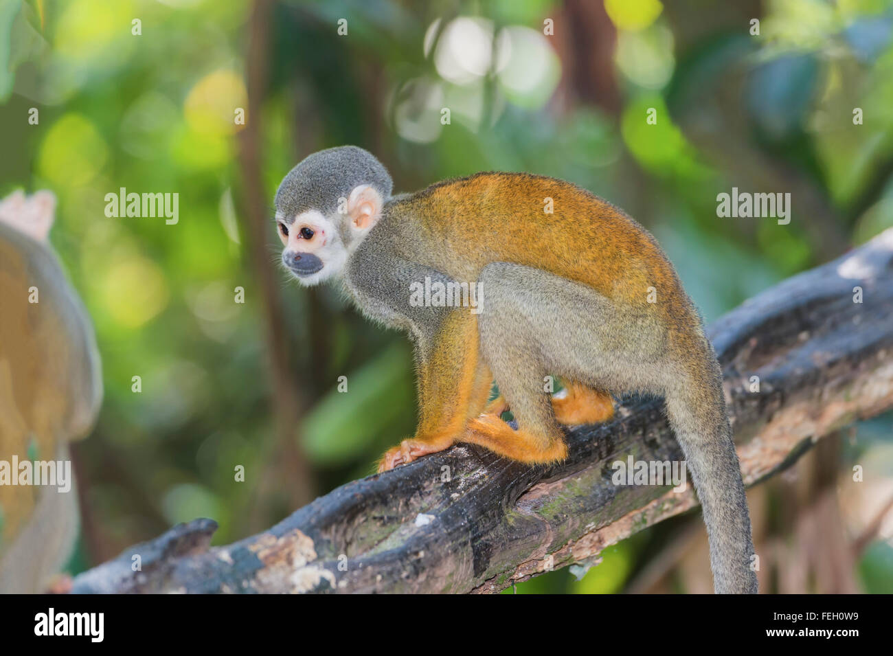 Scimmia di scoiattolo (Saimiri sciureus), stato dell'Amazzonia, Brasile Foto Stock