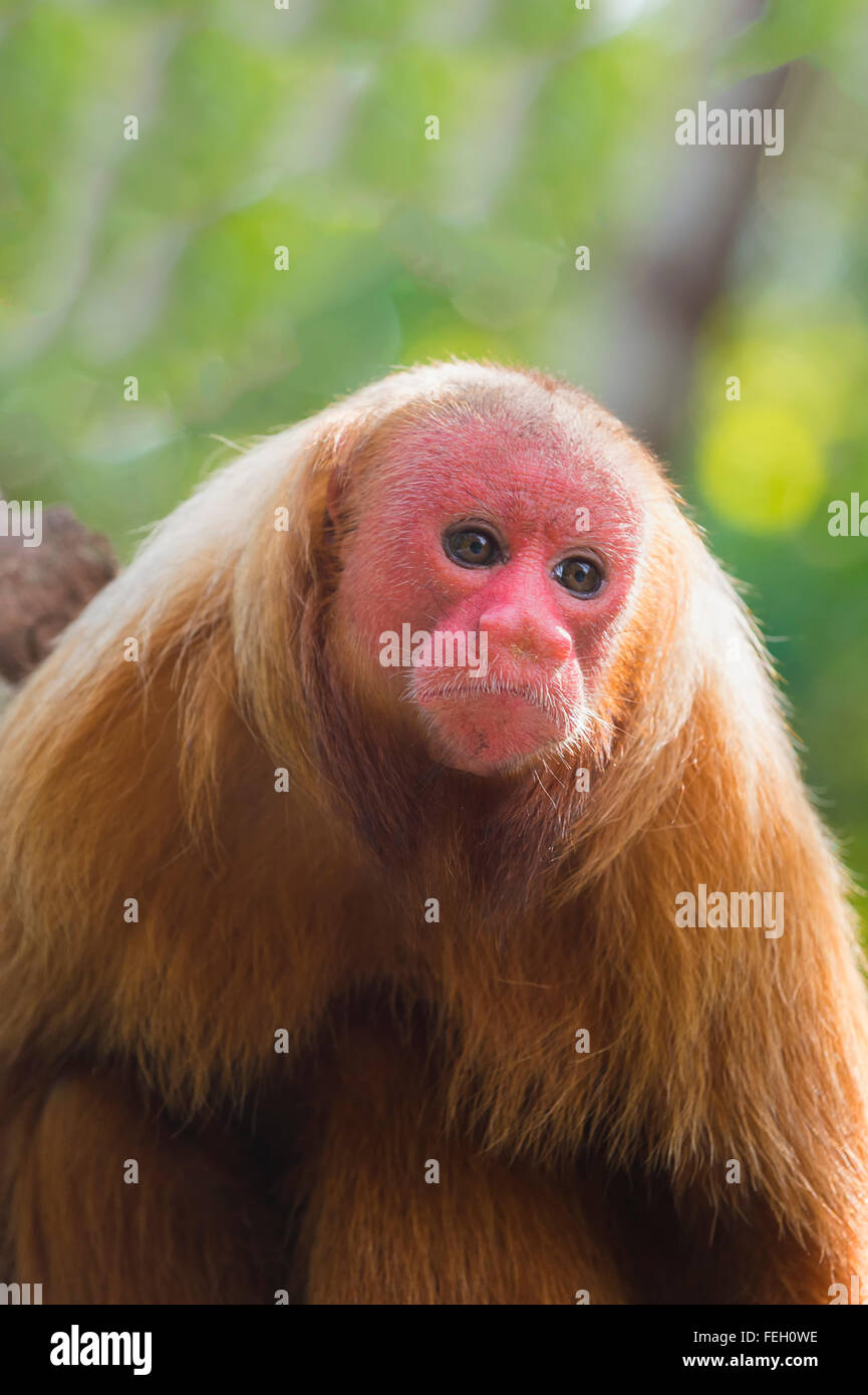 Red calvo scimmia Uakari noto anche come British Monkey (Cacajao calvus rubicundus), stato dell'Amazzonia, Brasile Foto Stock