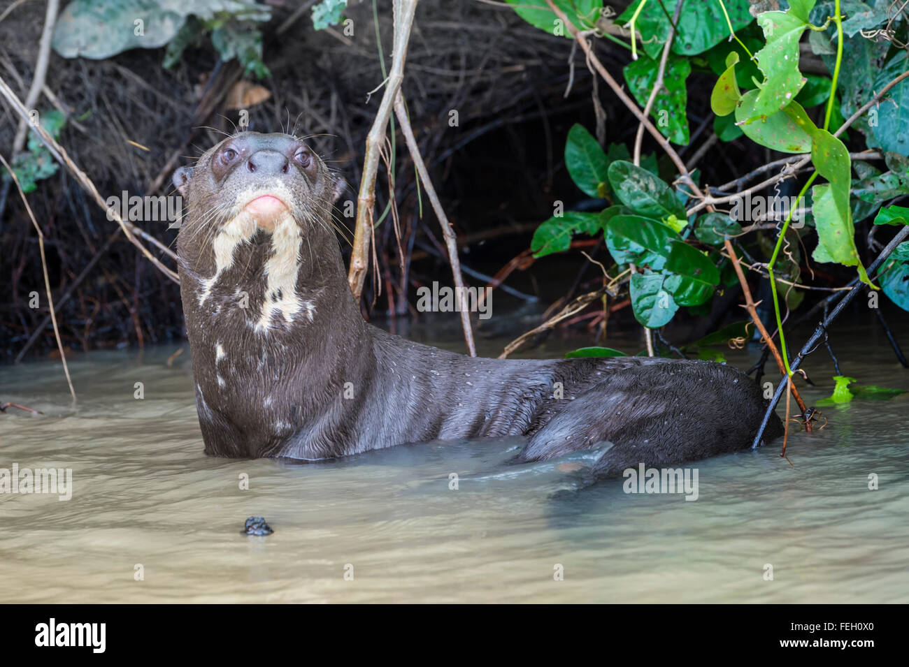 Giant Lontra di fiume (Pteronura brasiliensis), Pantanal, Mato Grosso, Brasile Foto Stock