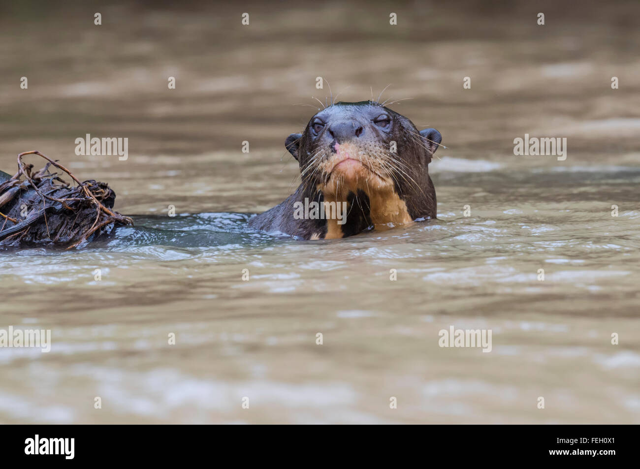 Giant Lontra di fiume (Pteronura brasiliensis), Pantanal, Mato Grosso, Brasile Foto Stock