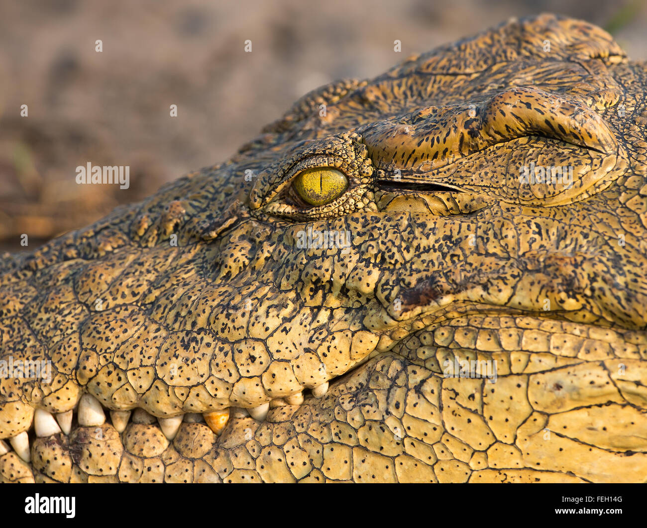 Spaventosi Crocodile closeup foto a lato di occhi e denti nel fiume Chobe Botswana Foto Stock