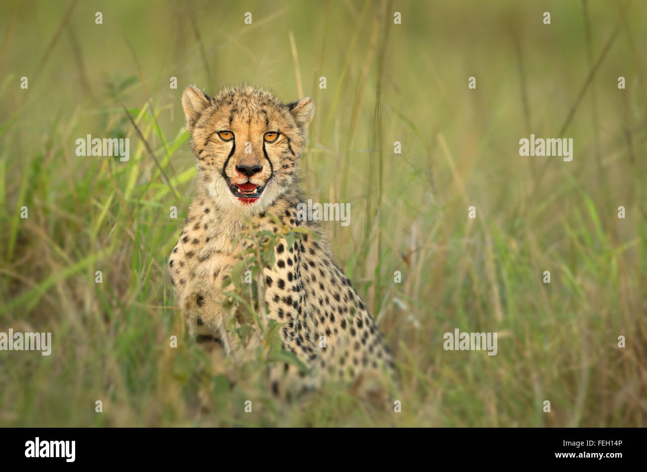 Giovani ghepardo ritratto closeup con sangue tinto labbra dopo uccidere il Masai Mara Kenya Foto Stock