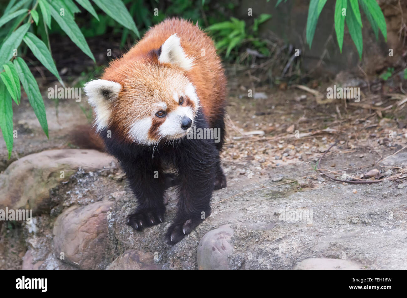 Panda rosso (Ailurus fulgens), nella provincia di Sichuan, in Cina Foto Stock