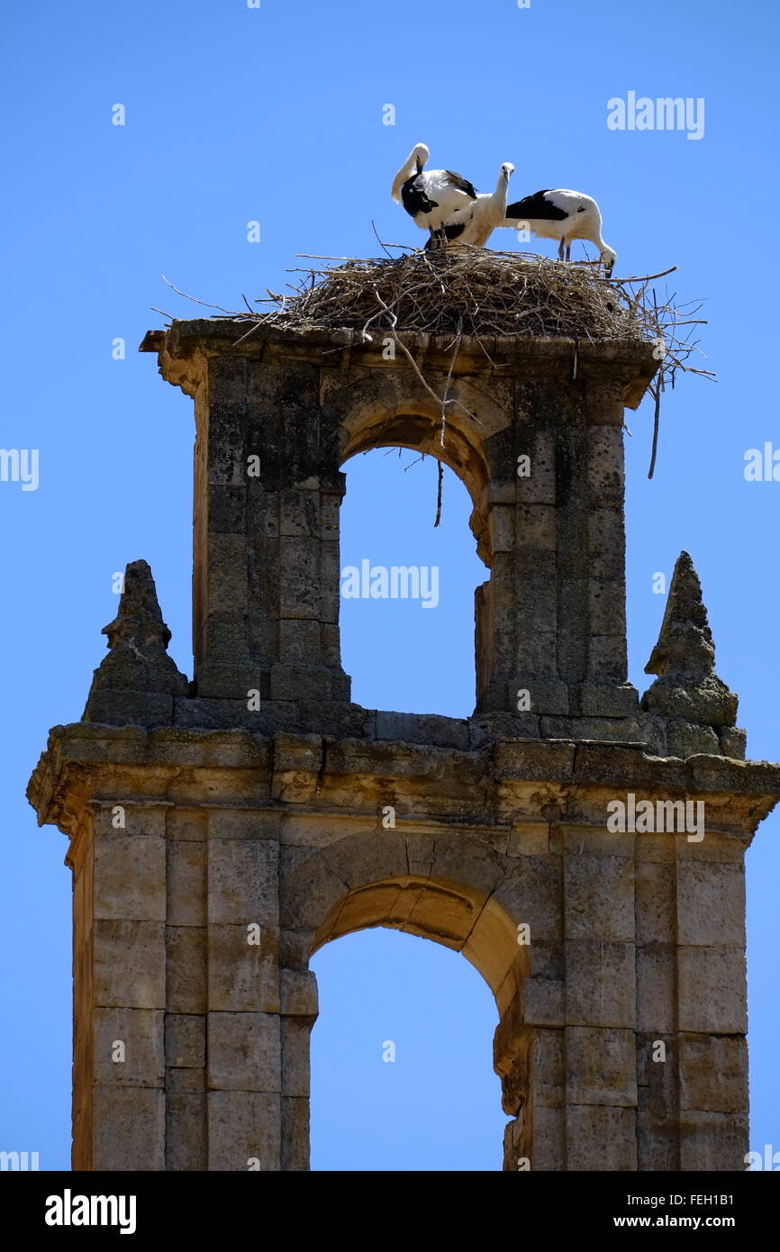 Cicogne nidificanti su una torre della chiesa. Salamanca. Castilla y Leon, Spagna Foto Stock