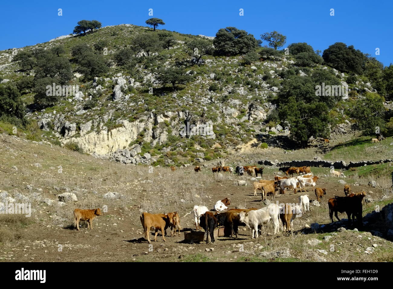 Alimentazione bestiame su un alta altitudine farm. Navazuelo, Cordoba, Andalusia. Spagna Foto Stock