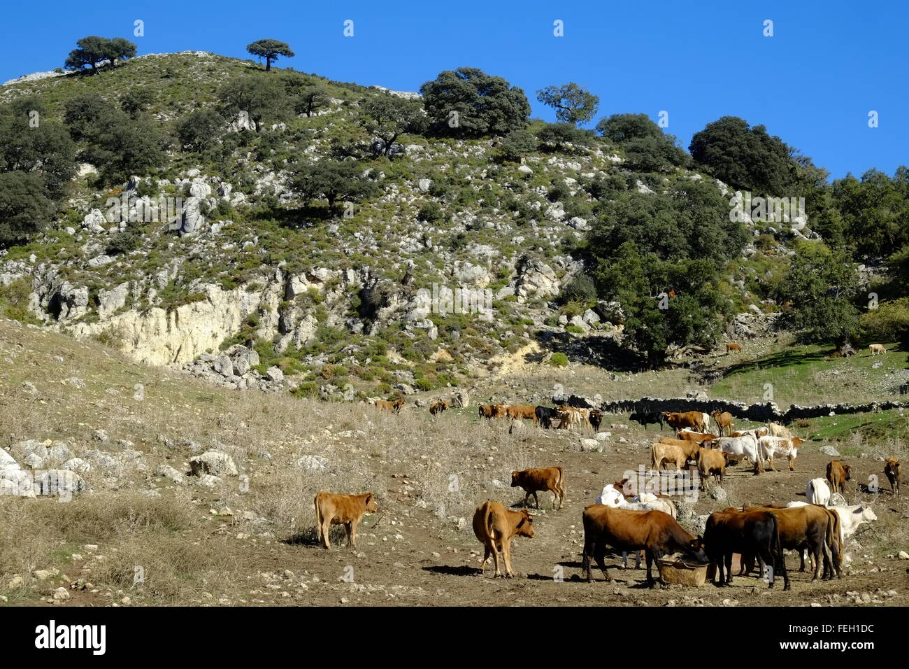 Alimentazione bestiame su un alta altitudine farm. Navazuelo, Cordoba, Andalusia. Spagna Foto Stock