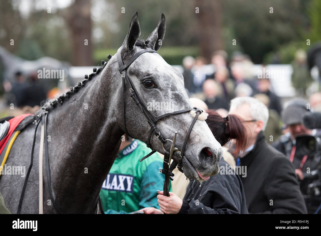 Sandown Park, Surrey, Regno Unito del 6 febbraio 2016 Bristol de Mai dopo aver vinto il grado 1 Betfred TV Isole Scilly novizi Chase Credit: Michael Stevens / Alamy News Foto Stock