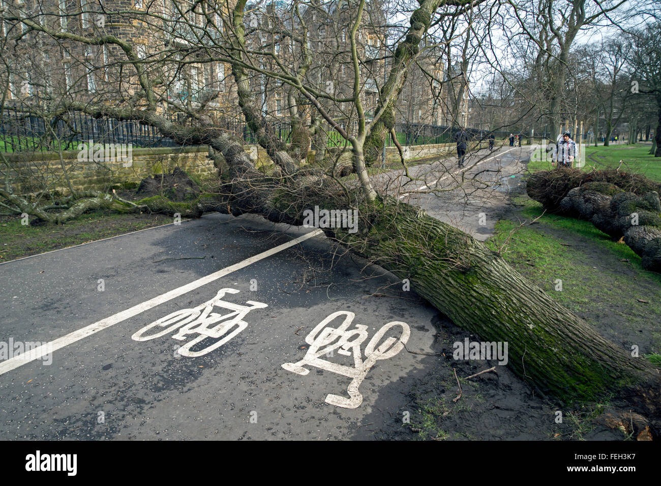 Alberi spazzato via dalle tempeste bloccare la zona pedonale e la pista ciclabile sui prati, Edimburgo, Scozia, Regno Unito. Foto Stock