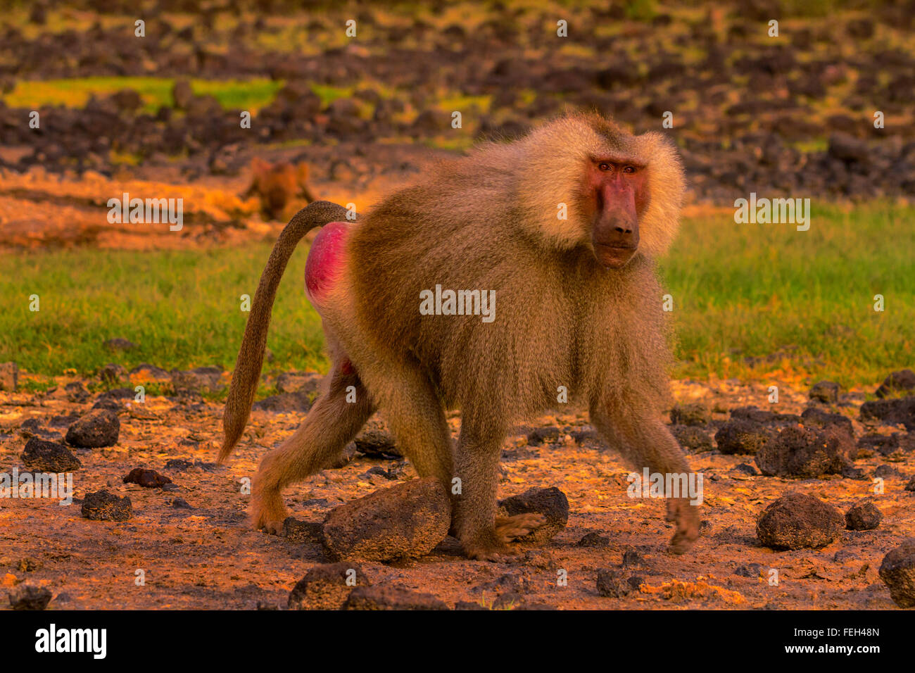 Un maschio Hamadryas baboon (Papio hamadryas) inondata National Park, Etiopia. Foto Stock