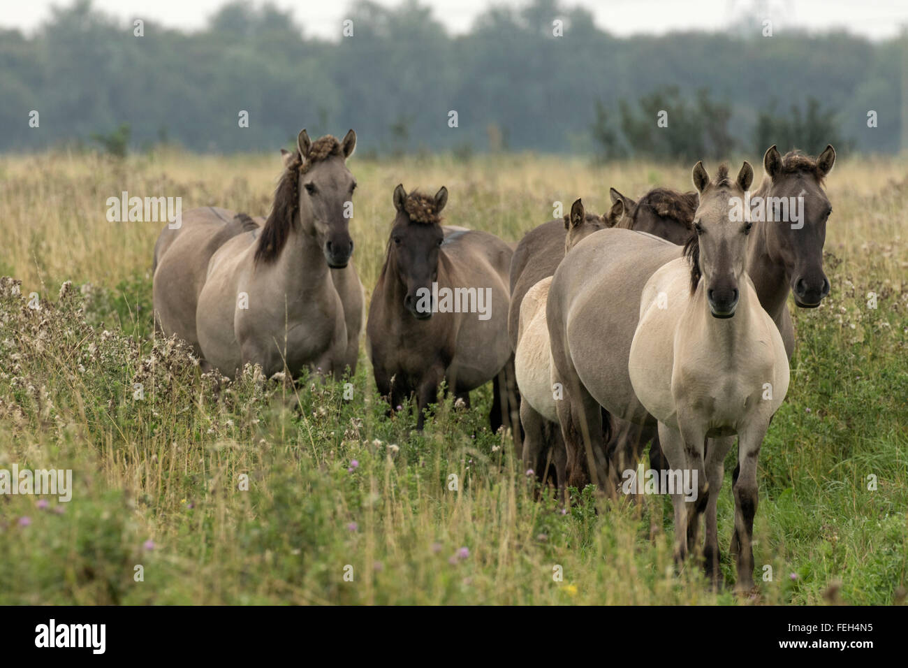 Konik pony, polacco cavallo primitivo, UK, la vista che il Konik polacco è la più recente discendente del selvatico europeo hors Foto Stock
