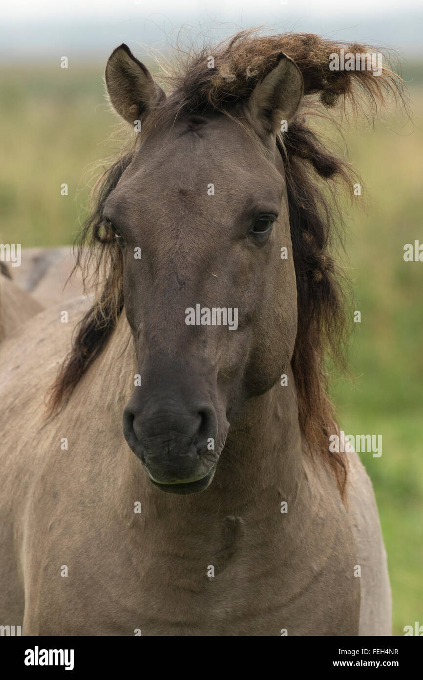 Konik pony, polacco cavallo primitivo, UK, la vista che il Konik polacco è la più recente discendente del selvatico europeo hors Foto Stock