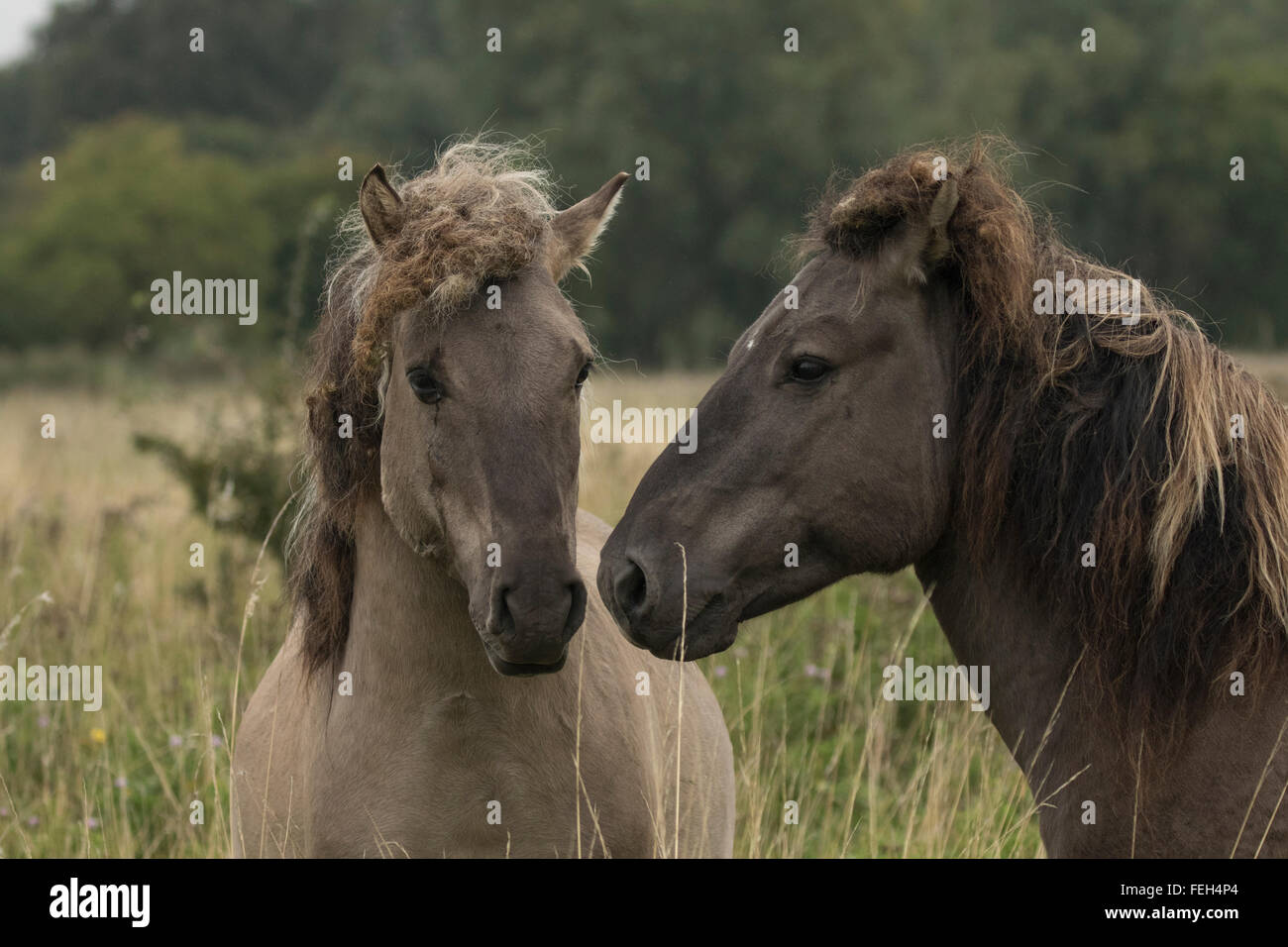 Konik pony, polacco cavallo primitivo, UK, la vista che il Konik polacco è la più recente discendente del selvatico europeo hors Foto Stock