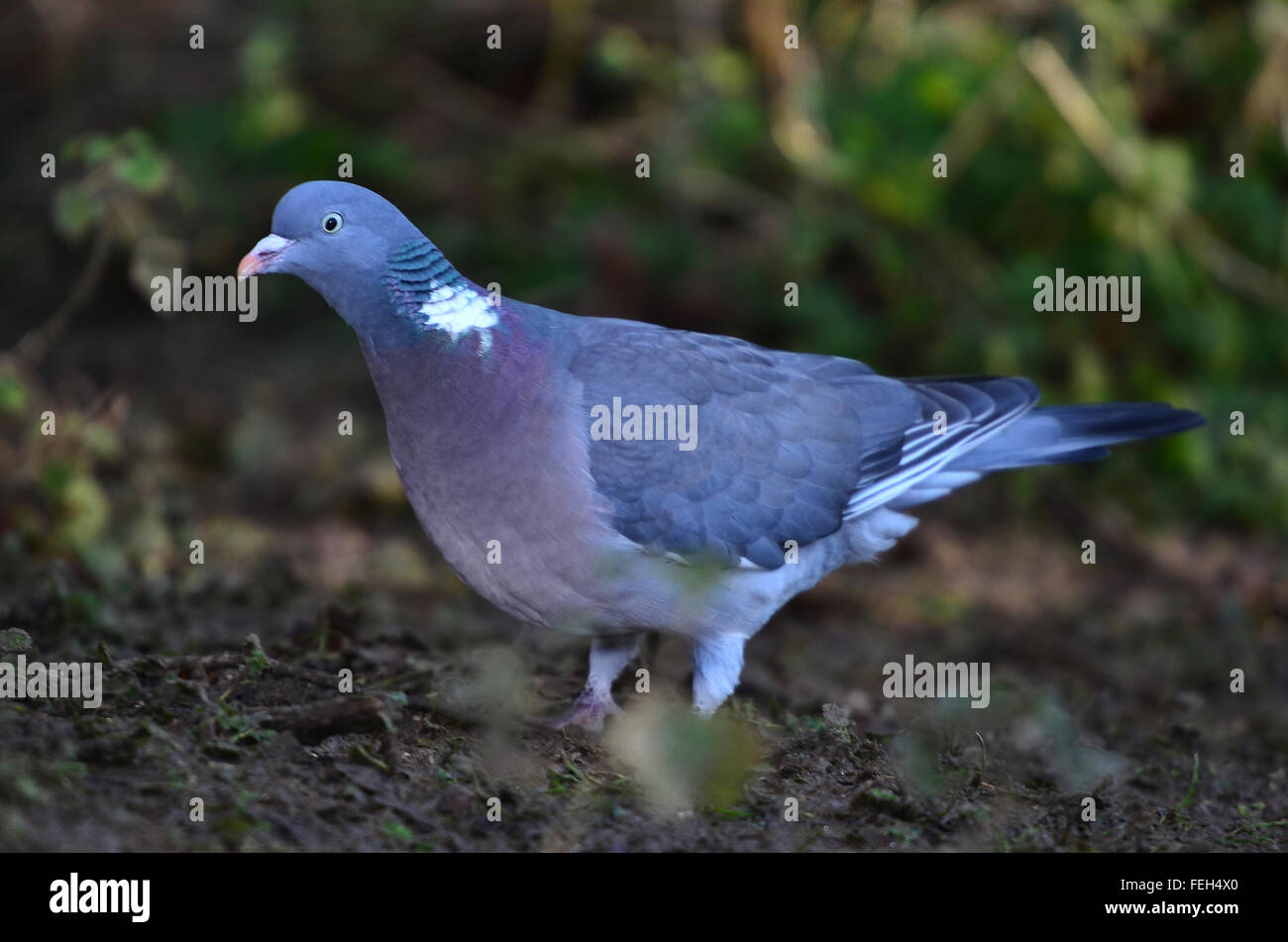 Woodpigeon Foto Stock