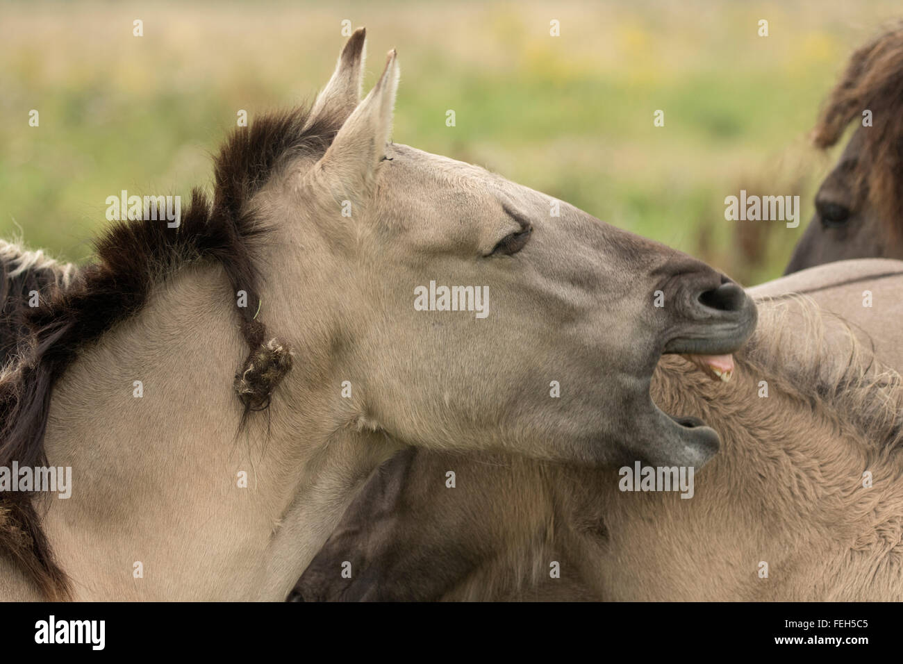 Konik pony, polacco cavallo primitivo, UK, la vista che il Konik polacco è la più recente discendente del selvatico europeo hors Foto Stock