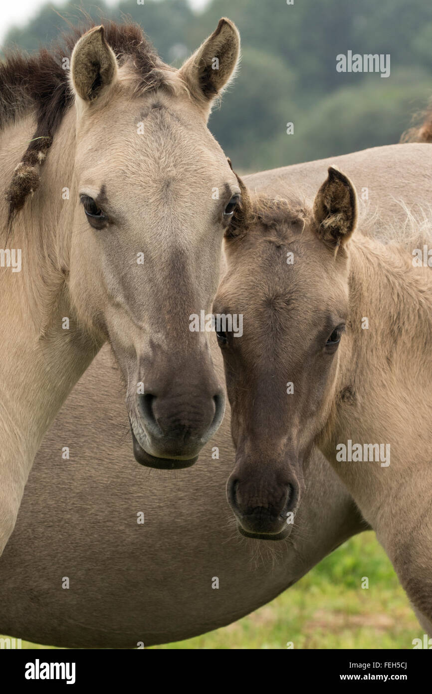 Konik pony, polacco cavallo primitivo, UK, la vista che il Konik polacco è la più recente discendente del selvatico europeo hors Foto Stock