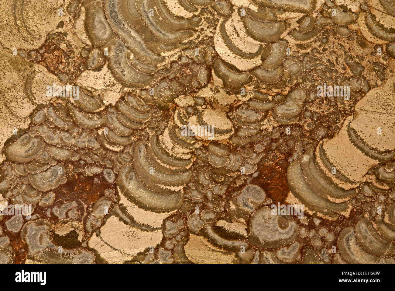 Orbicular riolite, Arizona, roccia ignea, close-up di dettaglio, "il Fungo Jasper' Foto Stock