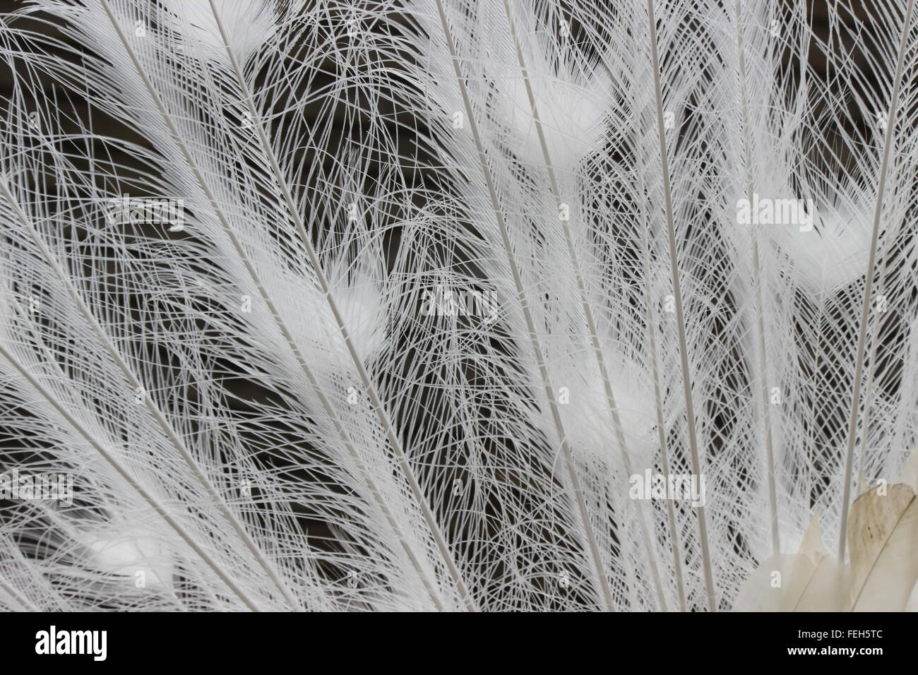 Piume di pavone bianco immagini e fotografie stock ad alta risoluzione -  Alamy