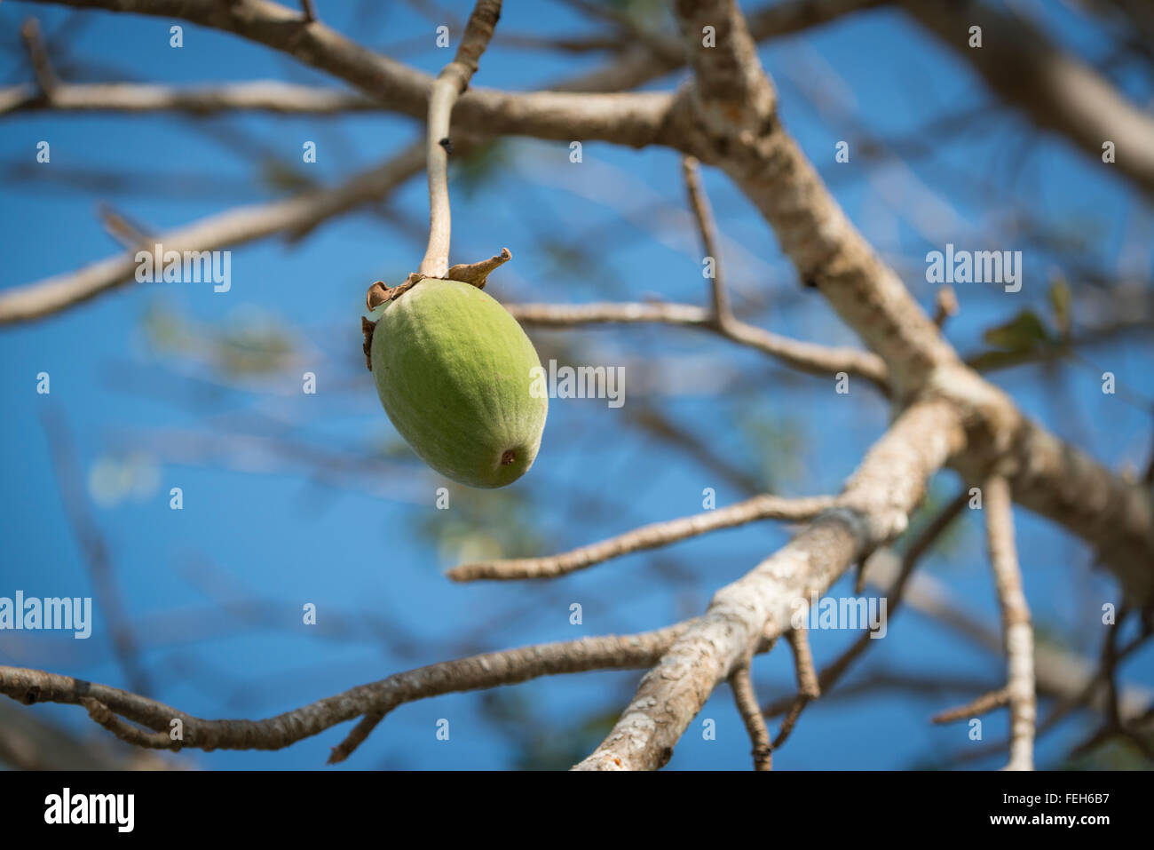 Un pod di cacao su Onu isola arcipelago Bijagos, Guinea Bissau Foto Stock